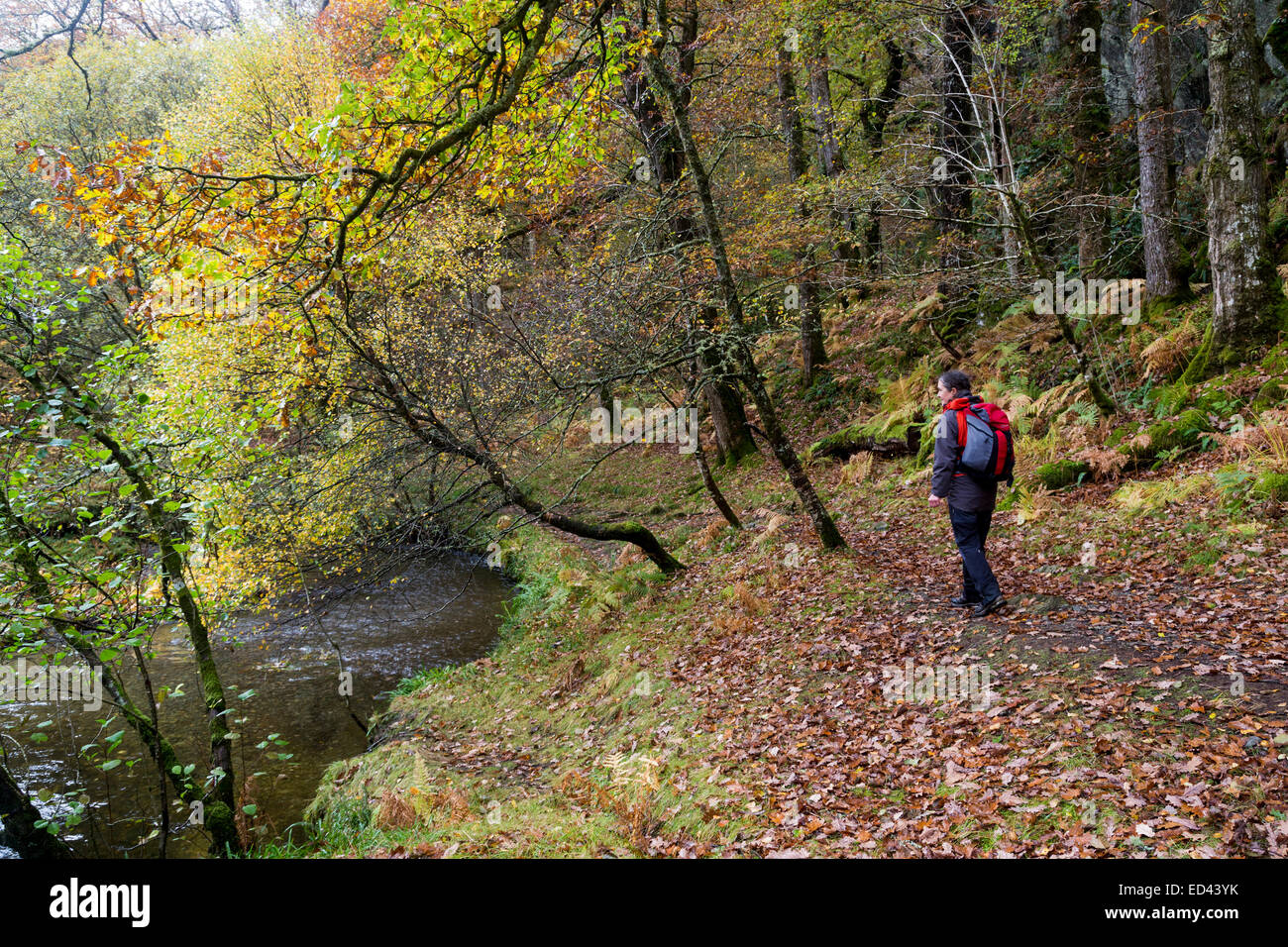 Weibliche Walker auf Pfad in Bryn-Engan Wald, Capel Curig, Gwynedd, Nordwales, UK Stockfoto