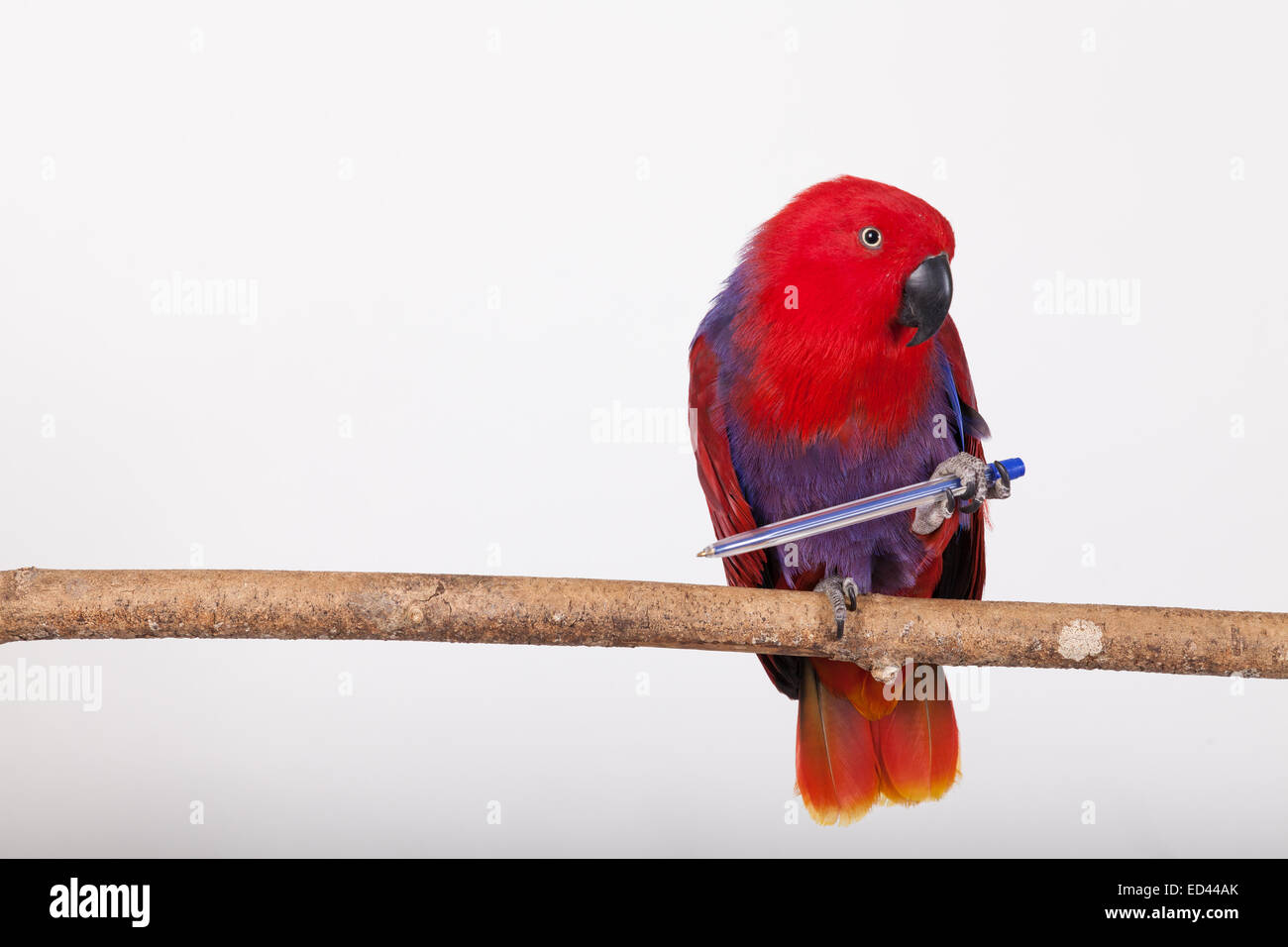 Weibliche Edelpapagei Stand auf einem natürlichen Barsch vor weißem Hintergrund.  Sie hält einen Kugelschreiber Stift in ihrem Fuß Stockfoto