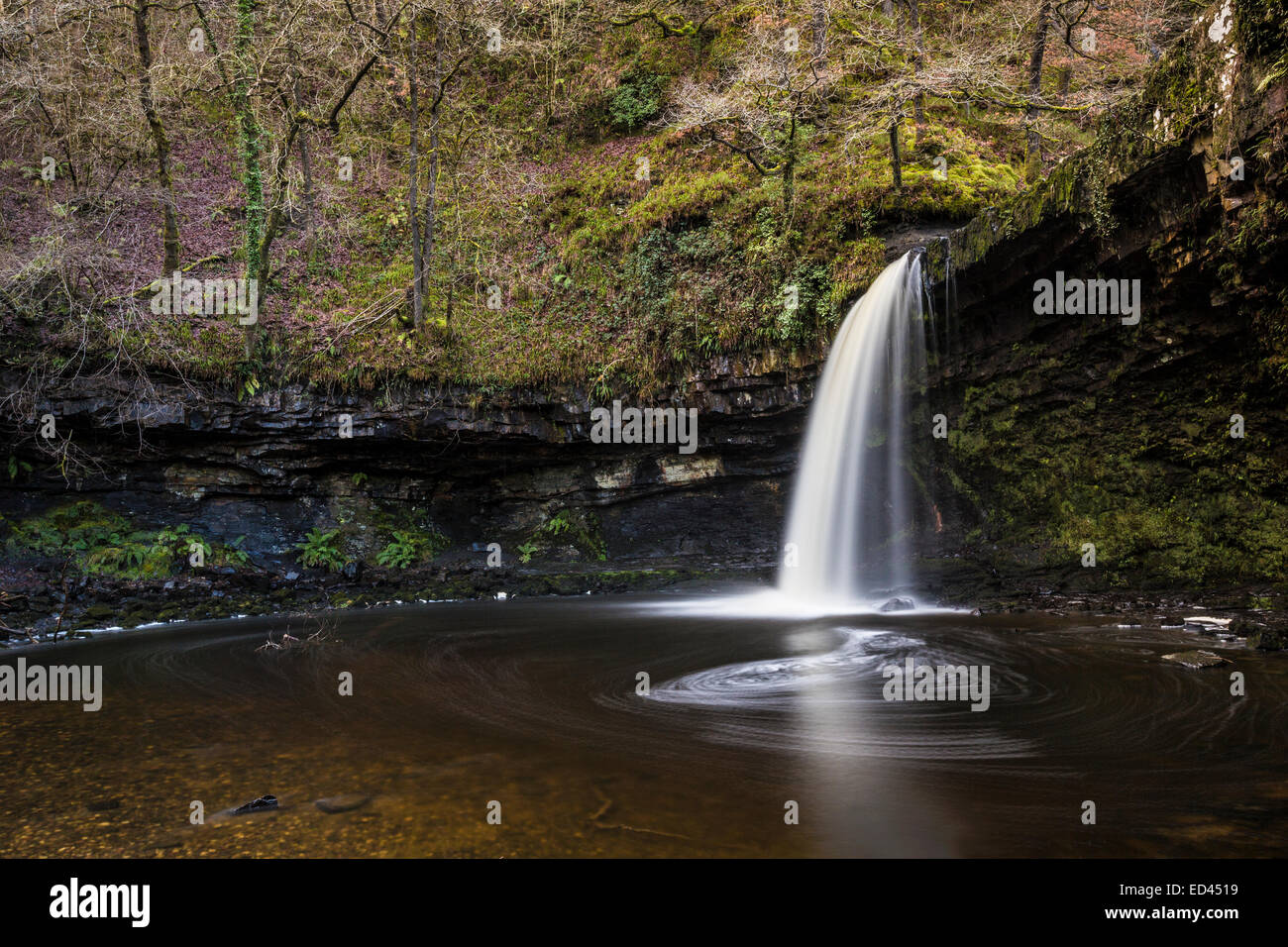 Sgwd Gwladus Wasserfall, Pontneddfechan, Wales, UK Stockfoto
