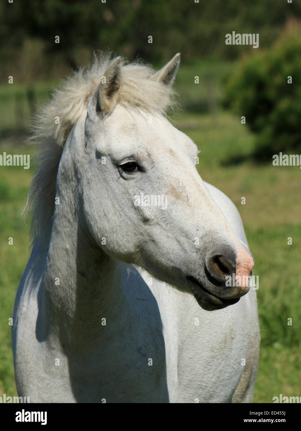 Porträt von typischen Camargue weißes Pferd stehen auf einer Wiese, Frankreich Stockfoto