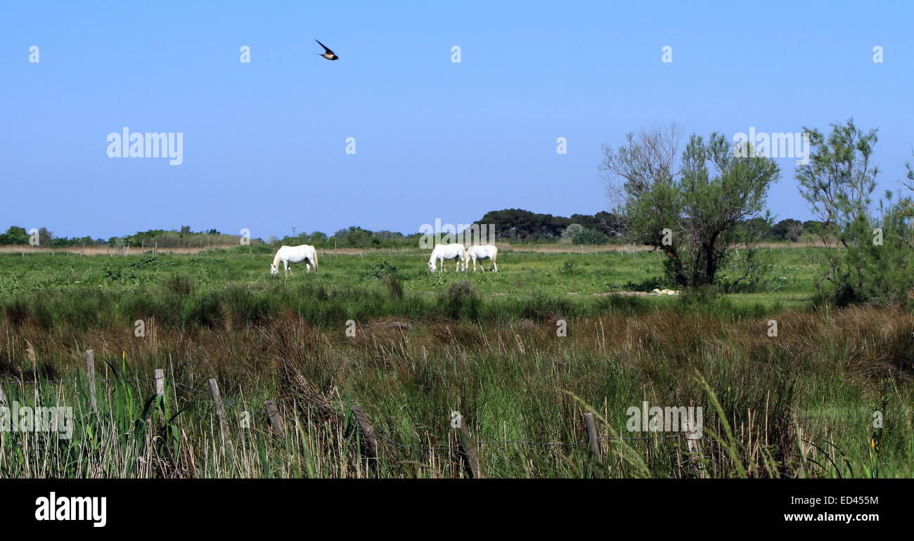 Typische weiße Pferde und Vegetation von schöner Tag in Camargue, Frankreich Stockfoto
