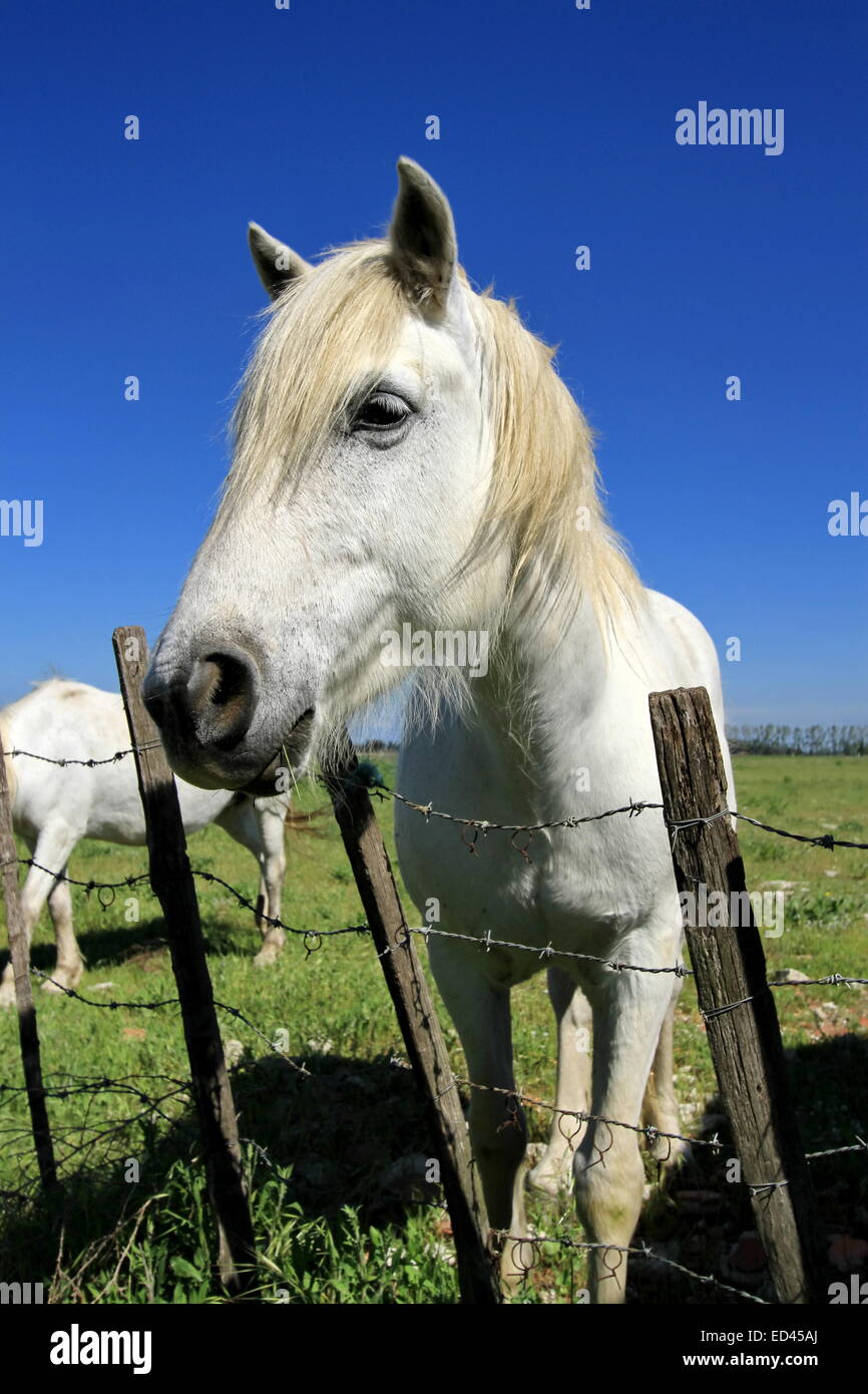 Porträt von typischen Camargue weißes Pferd stehen neben einem Zaun von schöner Tag, Frankreich Stockfoto