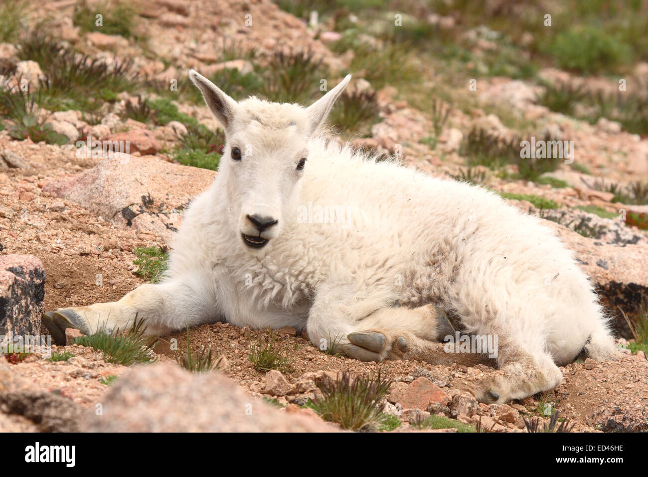 Bergziege Kind ruht mit gliedern heraus geschrägt. Stockfoto