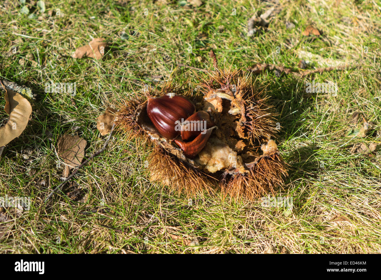 Castanea Sativa, Sweet Chestnut stachelige äußere Hülle platzen offene Nuss Samen sichtbar Stockfoto