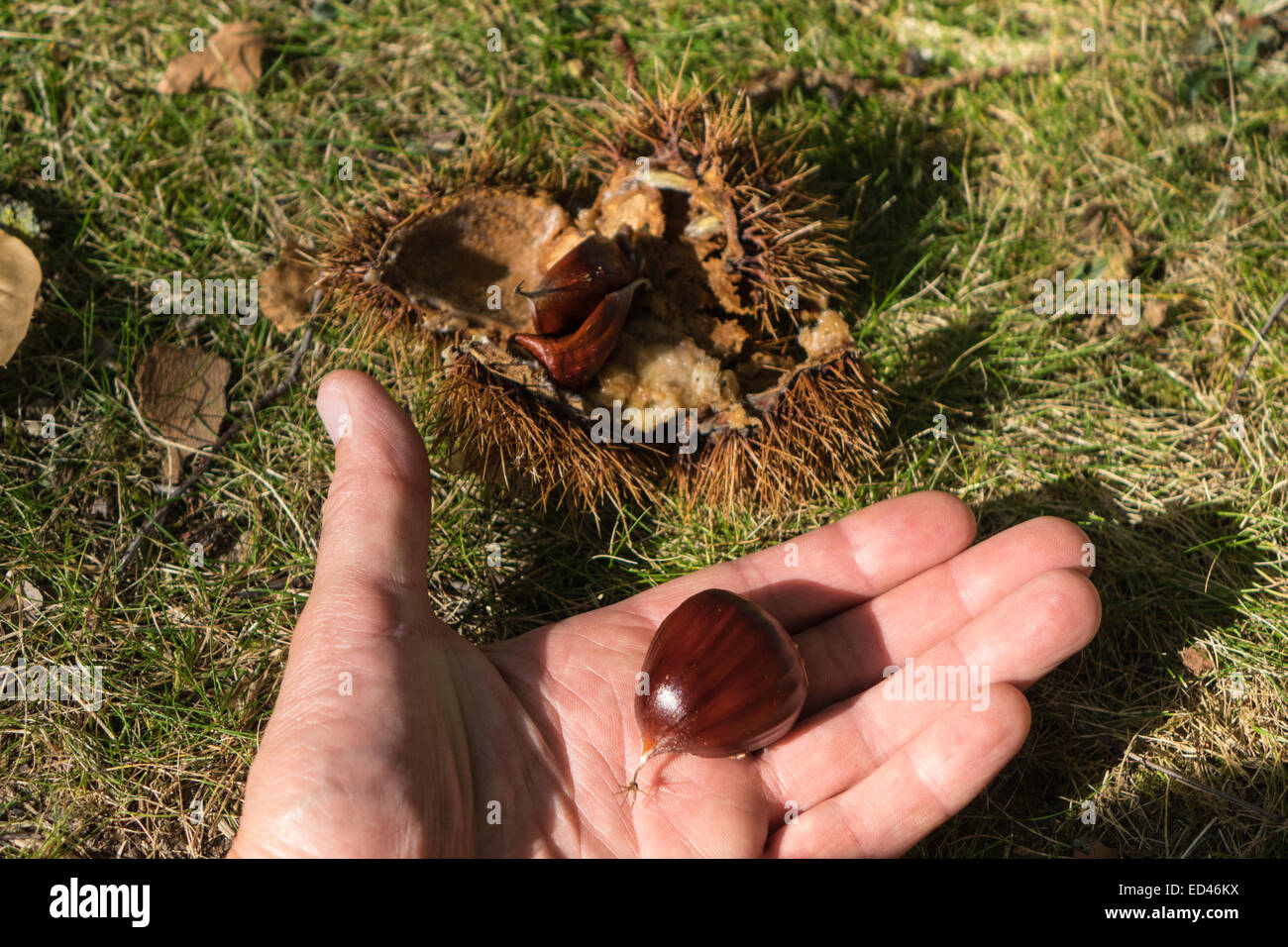 Castanea Sativa, Sweet Chestnut stachelige äußere Hülle platzen offene Nuss Samen sichtbar in der hand gehalten Stockfoto
