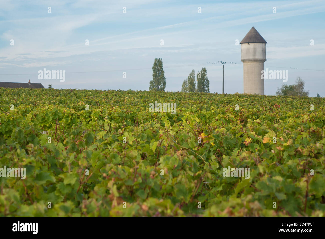 Francueil Dorf, in Zentral Frankreich. Weinreben und Wasserturm. Stockfoto