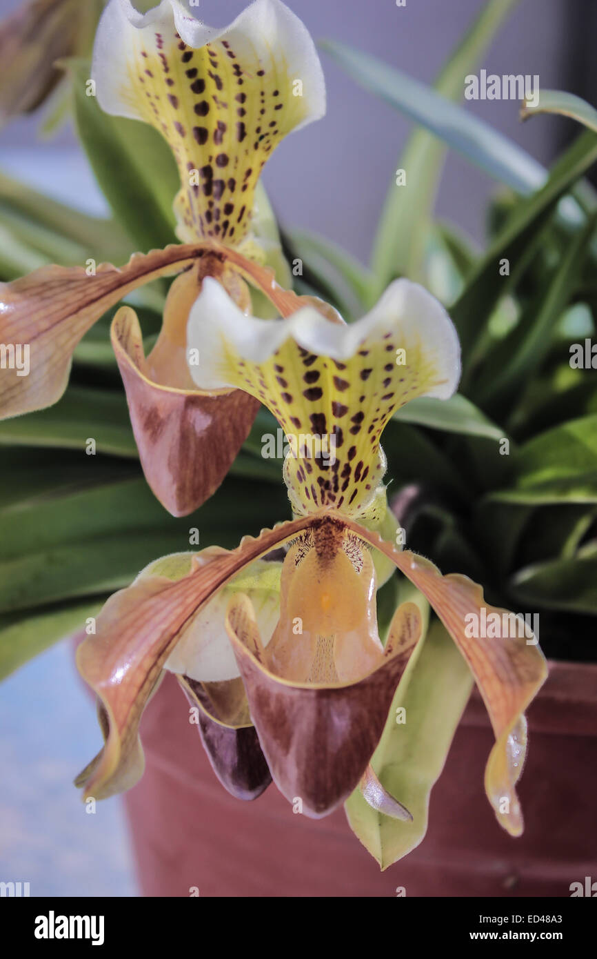 Lady Slipper Orchidee Paphiopedilum Stockfoto