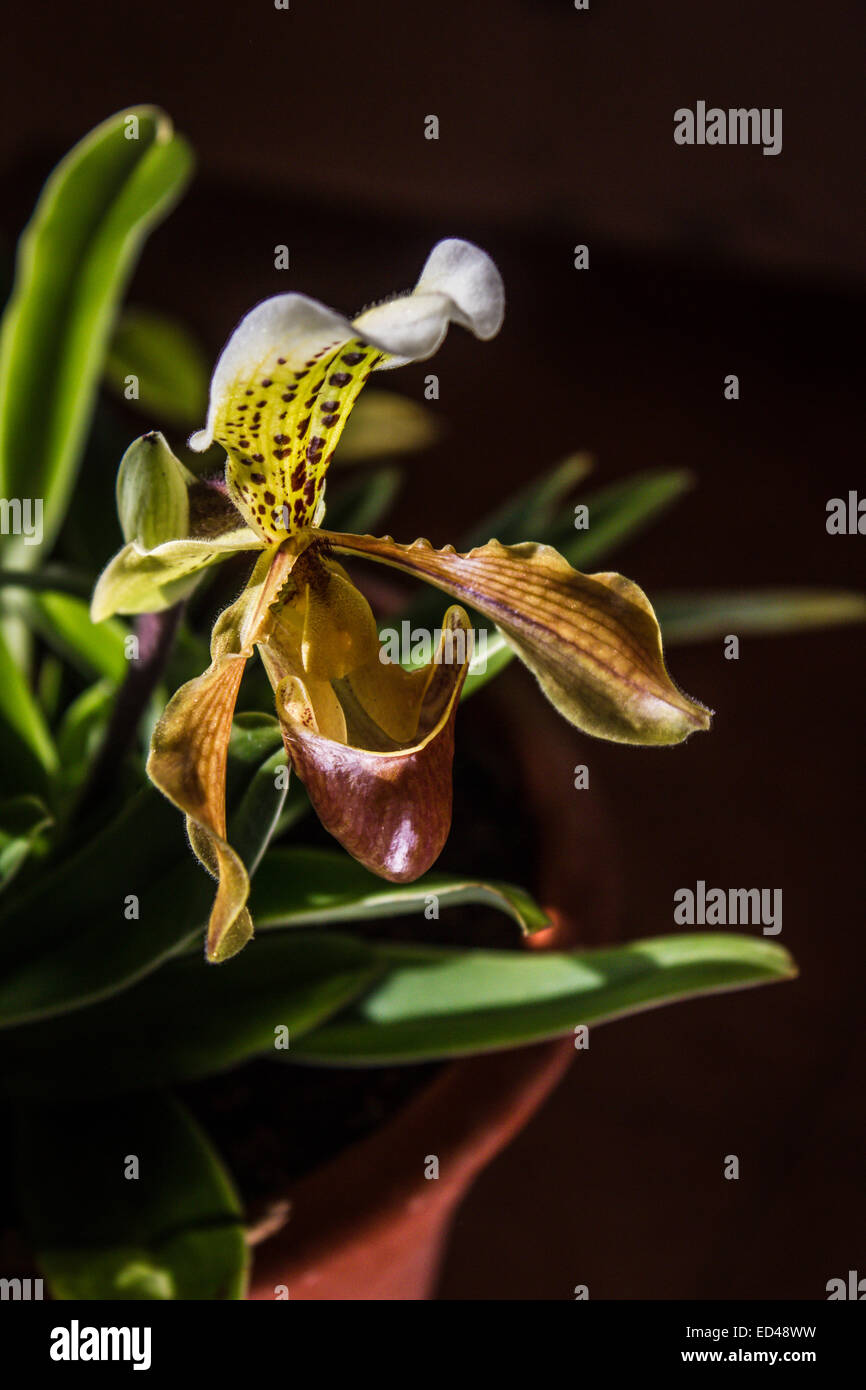 Lady Slipper Orchidee Paphiopedilum Stockfoto