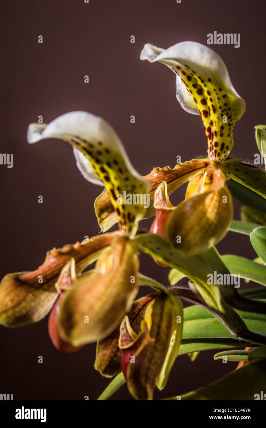 Lady Slipper Orchidee Paphiopedilum Stockfoto