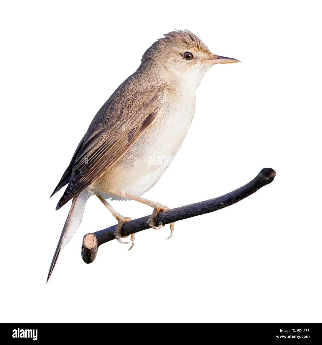 Isolierte Marsh Warbler (Acrocephalus Palustris). Wildvögel in einen natürlichen Lebensraum. Stockfoto