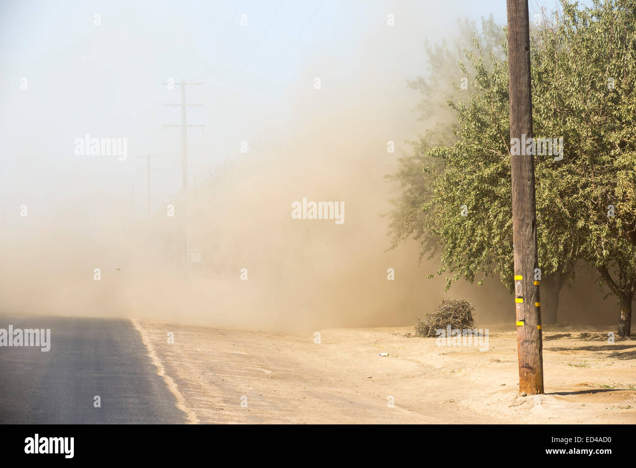 Mandelbäumen in Wasco in Central Valley in Kalifornien, die nach den vier Jahren anfällig sind lange Dürre im Westen der USA. 80 % der weltweit Mandeln werden in Kalifornien angebaut, und es dauert 1,1 Gallonen Wasser, jede Mutter zu wachsen. Viele Betriebe haben Wasser ausgehen, und $ 2,2 Milliarden wurde abgewischt wird der Agricultue-Branche jährlich. Derzeit geht ein Drittel aller Kinder in Kalifornien hungrig zu sein, als eine direkte Folge der Abbau von Arbeitsplätzen verbunden mit der Trockenheit. 428.000 Hektar Ackerland wurden aus der Produktion infolge der Trockenheit im Central Valley. Stockfoto