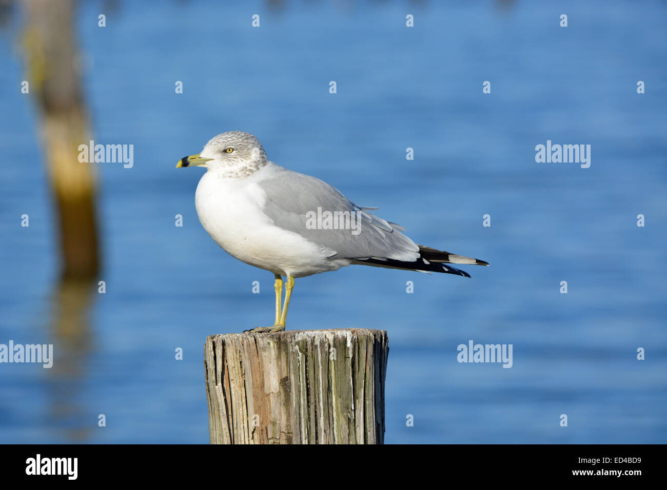 Möwe, beringten Rechnung Möwe, Shorebird, Möwe, Natur, große amerikanische Shore Bird, Stockfoto