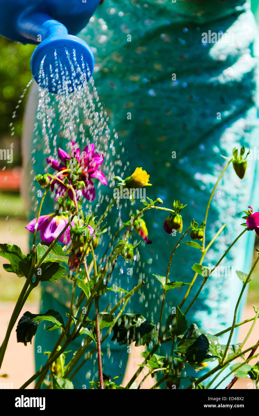 Alten Indianerin Garten Blume gießen Wasser Stockfoto