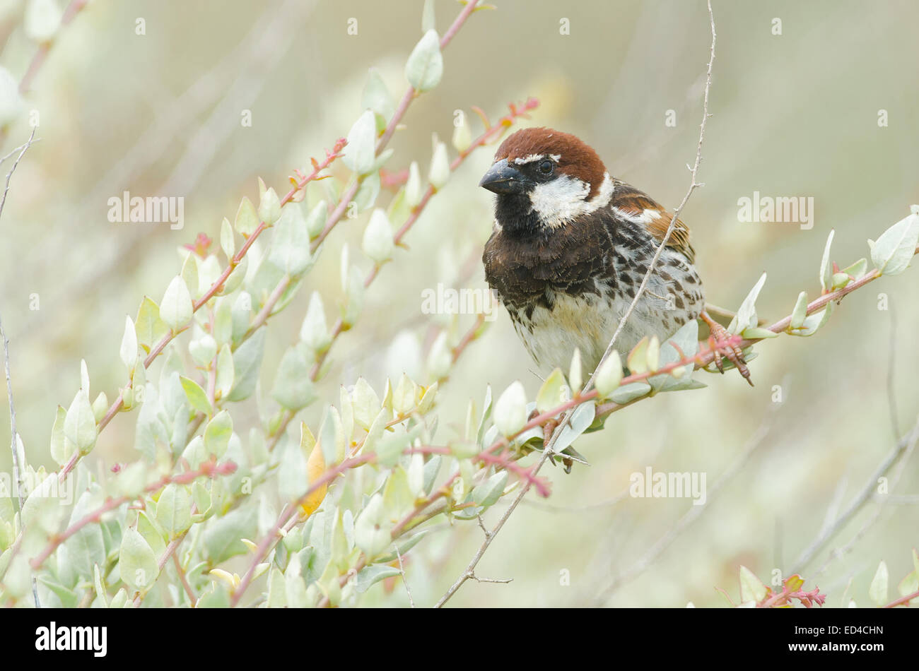 Die spanischen Spatz oder Weide Spatz (Passer Hispaniolensis) ist ein passerine Vogel der Spatz Familie Passeridae. Stockfoto