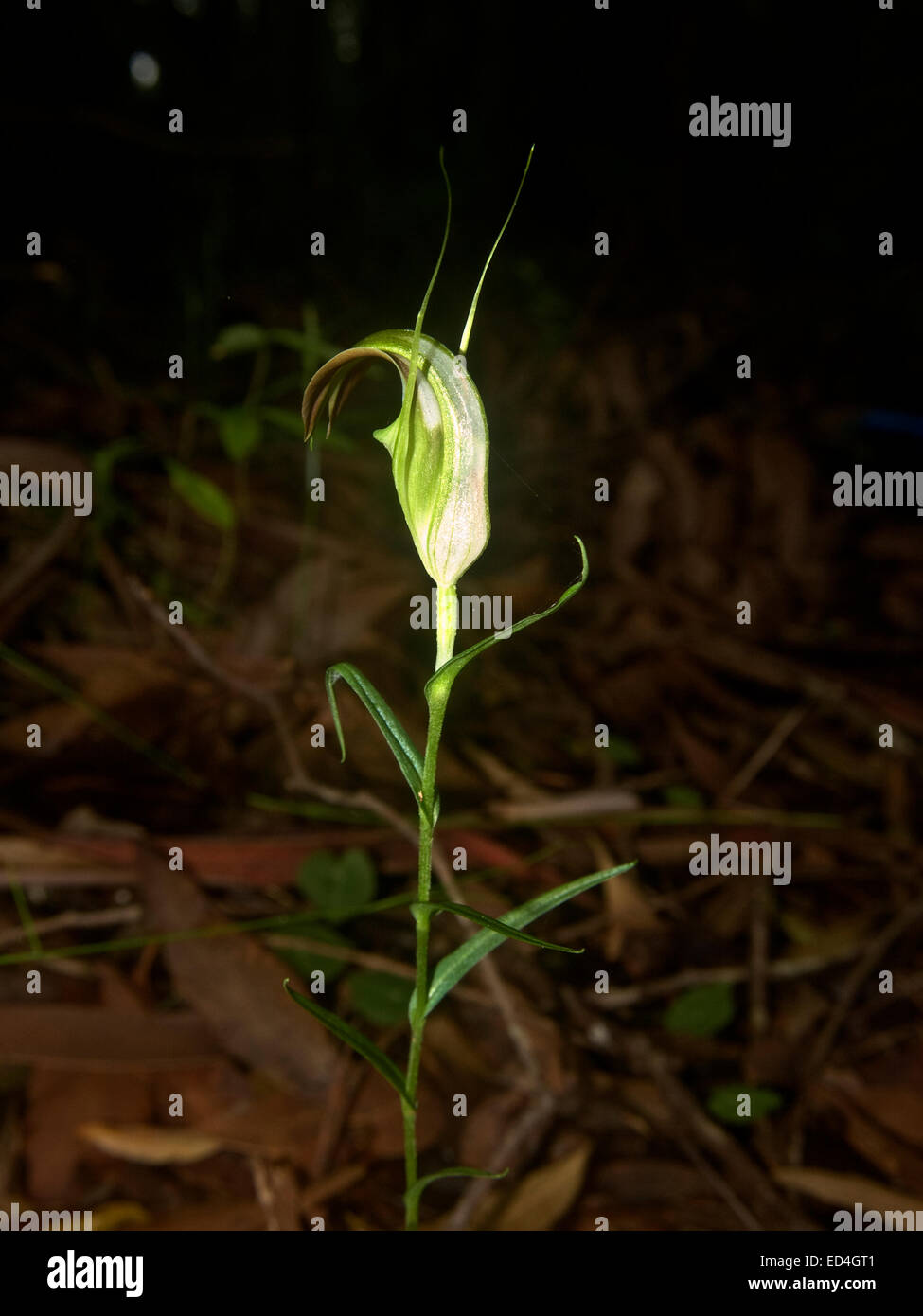 Pterostylis (Pterostylis) Orchidee Stockfoto