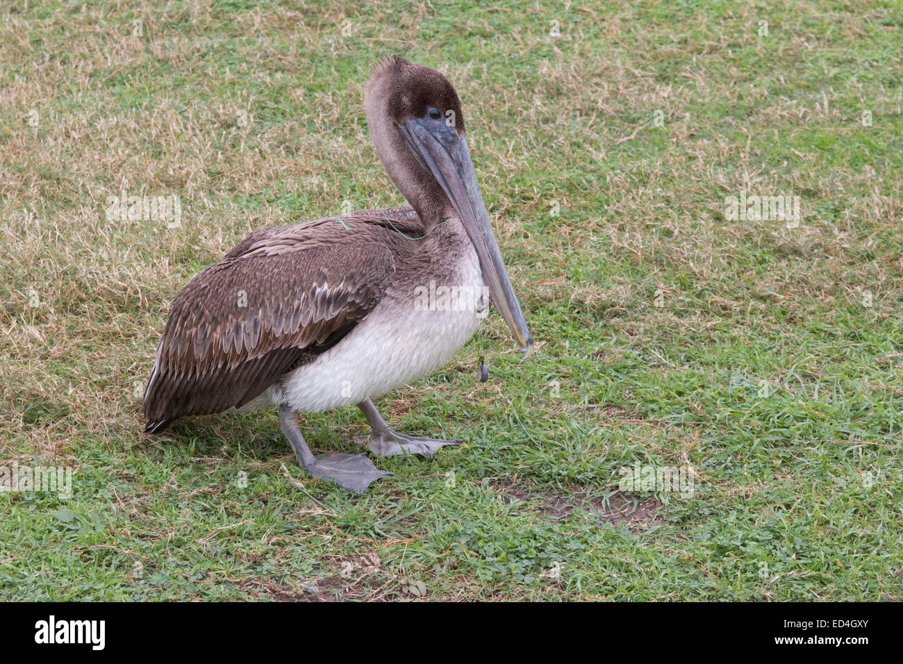 Juvenile Brown Pelican im Sea Wolf Park auf Pelican Island, Galveston, Texas, verletzt durch Angelhaken. Stockfoto