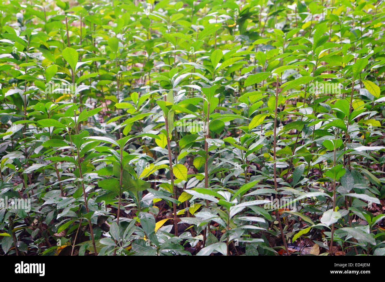 Grüner Gürtel Stockfoto