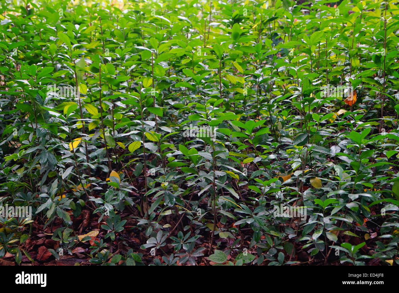 Grüner Gürtel Stockfoto