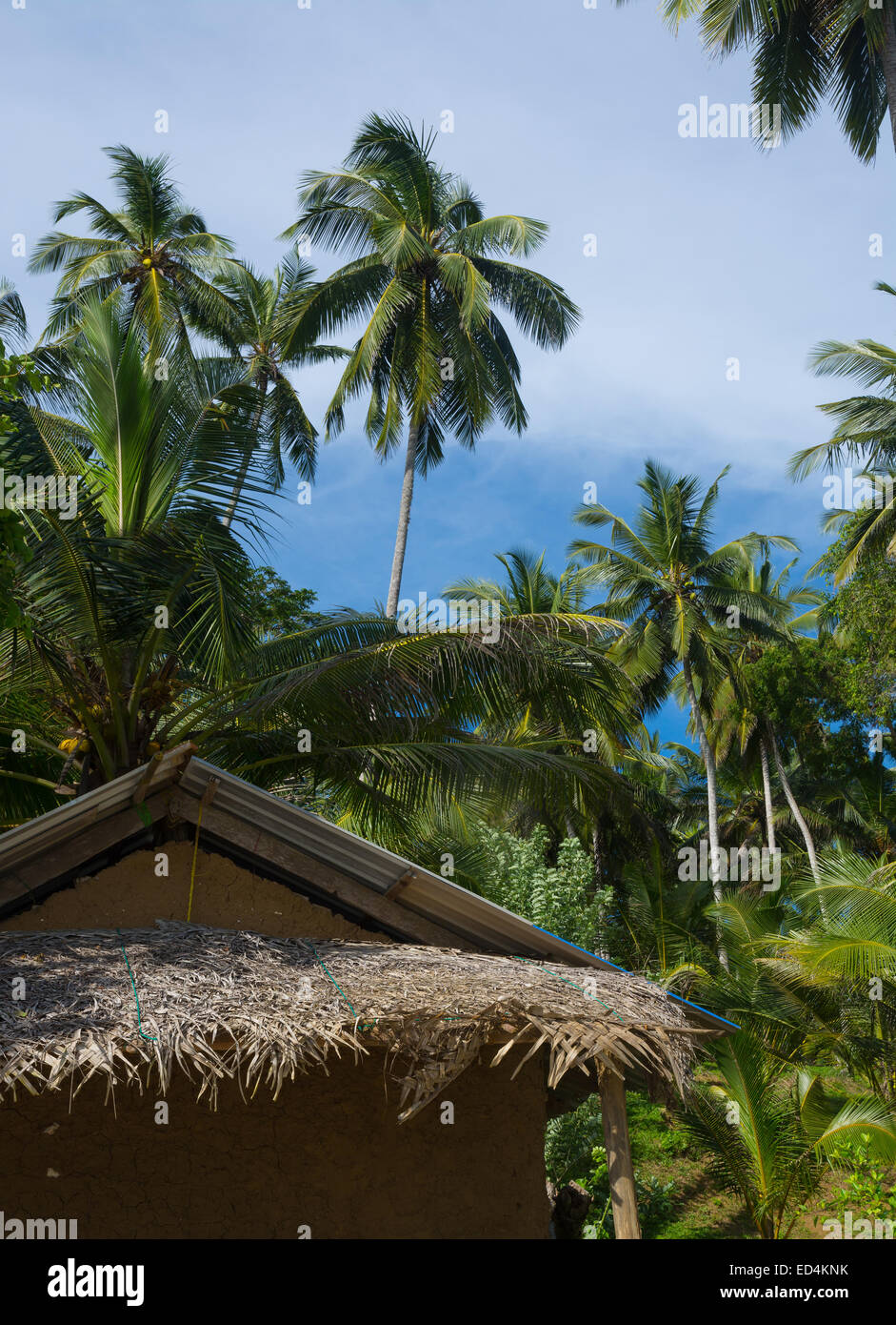 Grün und exotische Kokosnuss Palmengarten im südlichen Provinz, Sri Lanka, Asien. Stockfoto