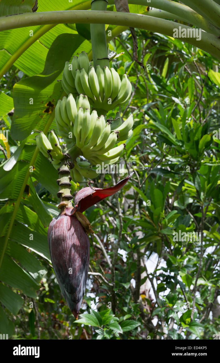 Frische Bananen auf Baum im Süden der Provinz Garten, Sri Lanka, Asien. Stockfoto