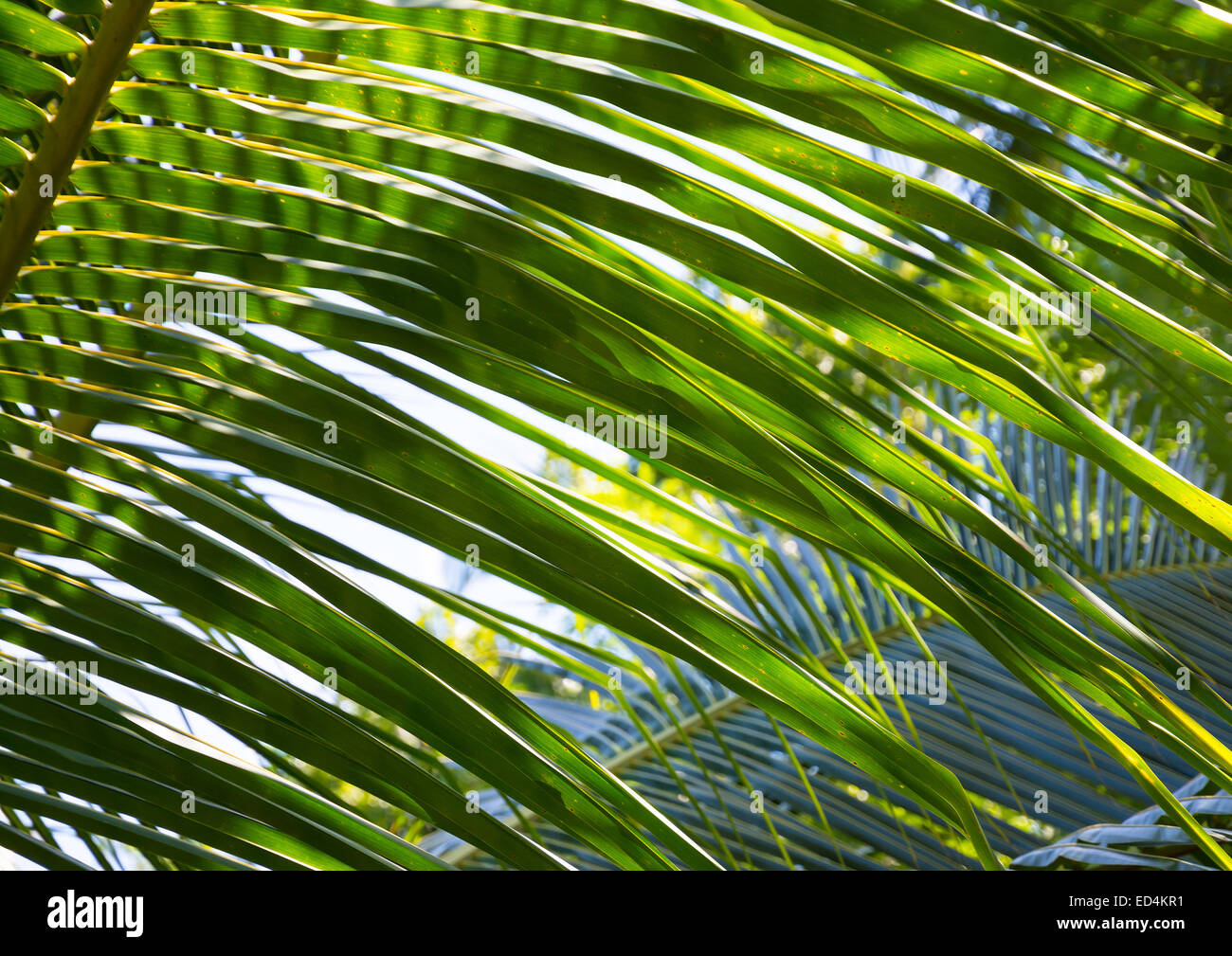 Palmblätter Closeup. Grünton Muster hinter Palm verlässt. Sri Lanka, Asien. Stockfoto