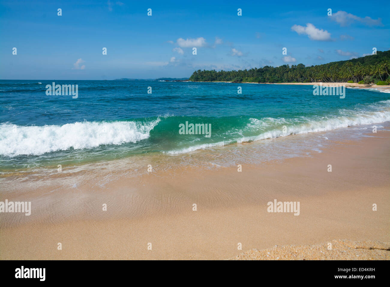 Grüne Welle auf Sandparadies Strand mit Palmen, goldenen Sand und Smaragd grünes Wasser am Rande des Indischen Ozeans, Sri Lanka Stockfoto