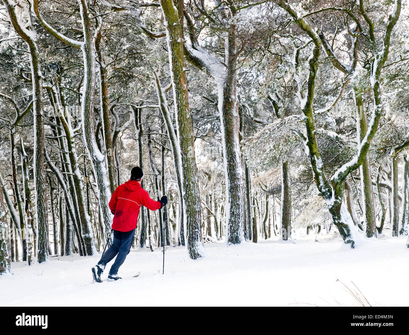 Buxton, Derbyshire, UK. 27. Dezember 2014.  Langlauf Ski durch Wald am Stadtrand von Buxton in Derbyshire nach über Nacht Schnee brachte Reisen Probleme in vielen Bereichen Credit: Shoults/Alamy Live-Nachrichten Stockfoto