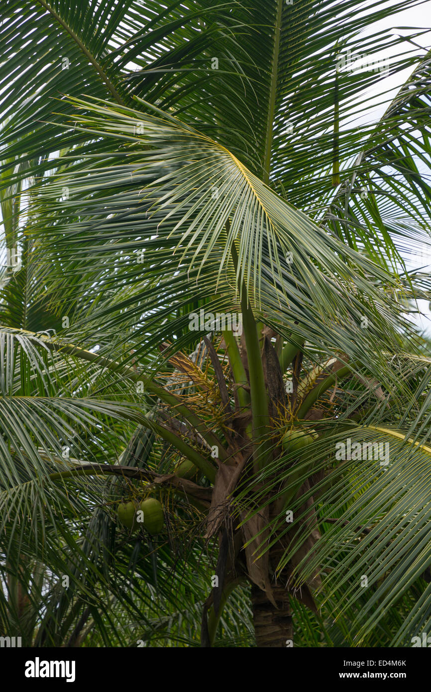 König der Kokospalme. Coconut Tree Closeup mit Früchten. Südliche Provinz, Sri Lanka, Asien im Dezember. Stockfoto