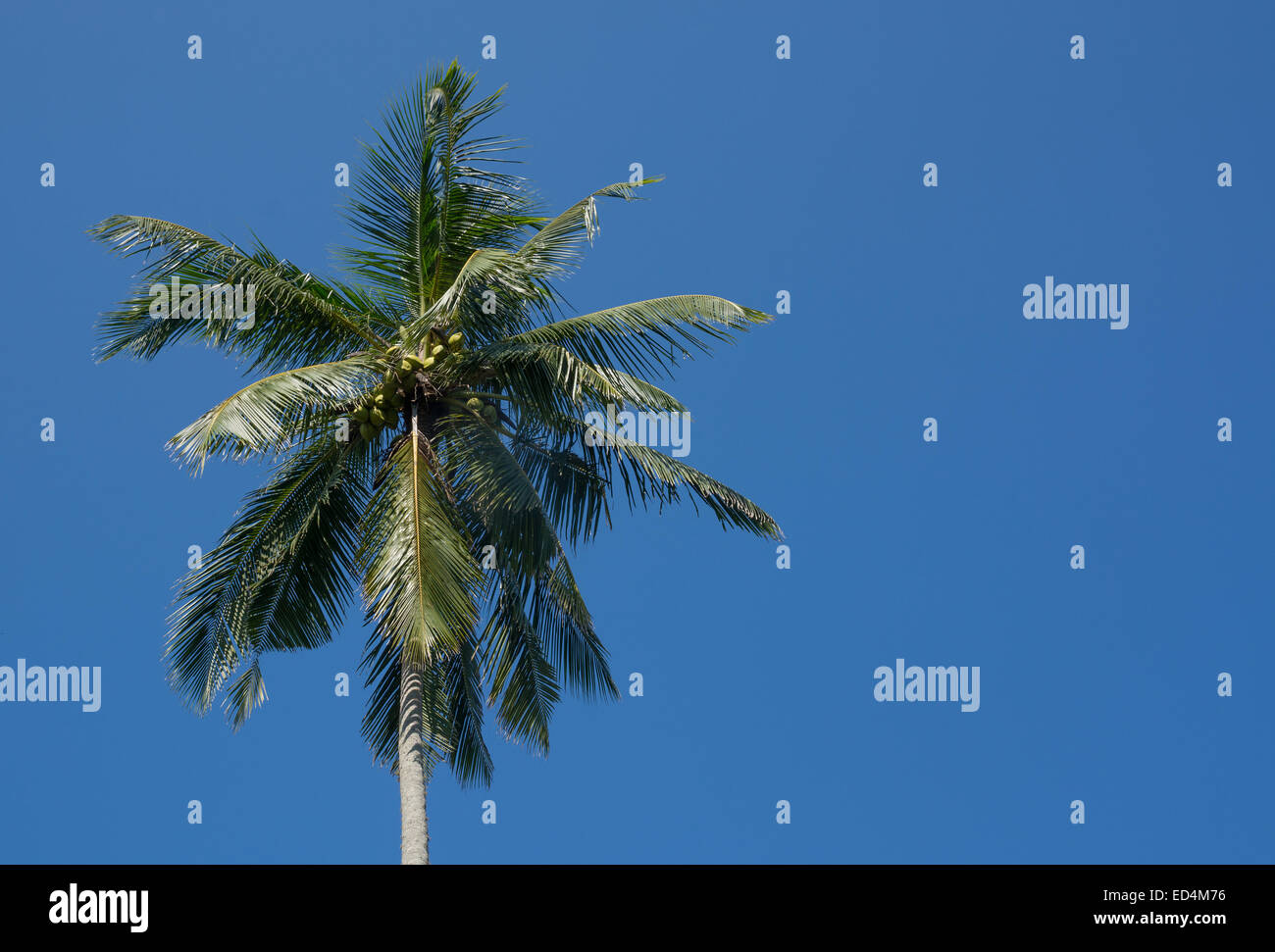 König Kokosnüsse im Baum wächst in einem Garten im südlichen Provinz, Sri Lanka, Asien. Stockfoto
