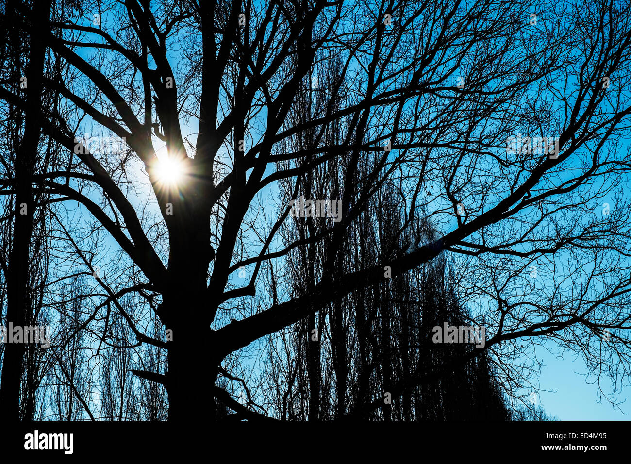 Die Sonne zwischen den Zweigen im winter Stockfoto