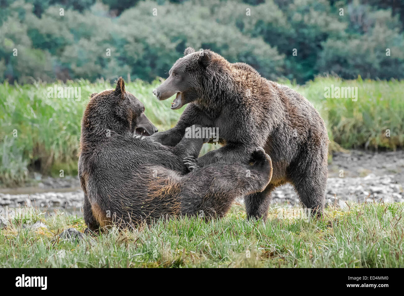 Zwei braune Bärenjungen spielen kämpfen in Katmai Nationalpark, Alaska Stockfoto