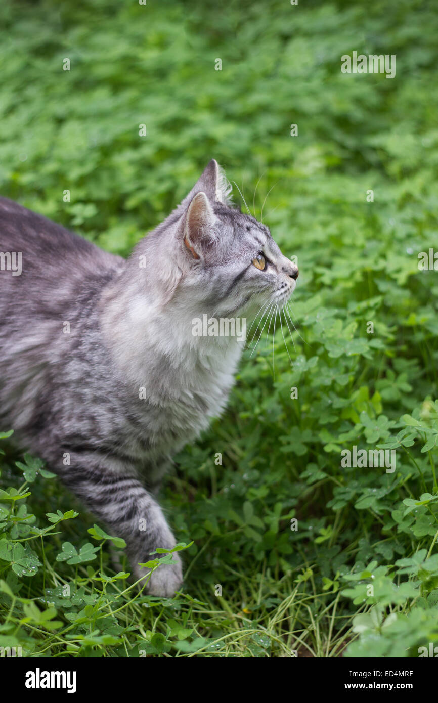 Kätzchen Sie-Garten Natur Grasgrün Katze im freien vertikalen Sightseeing Stockfoto
