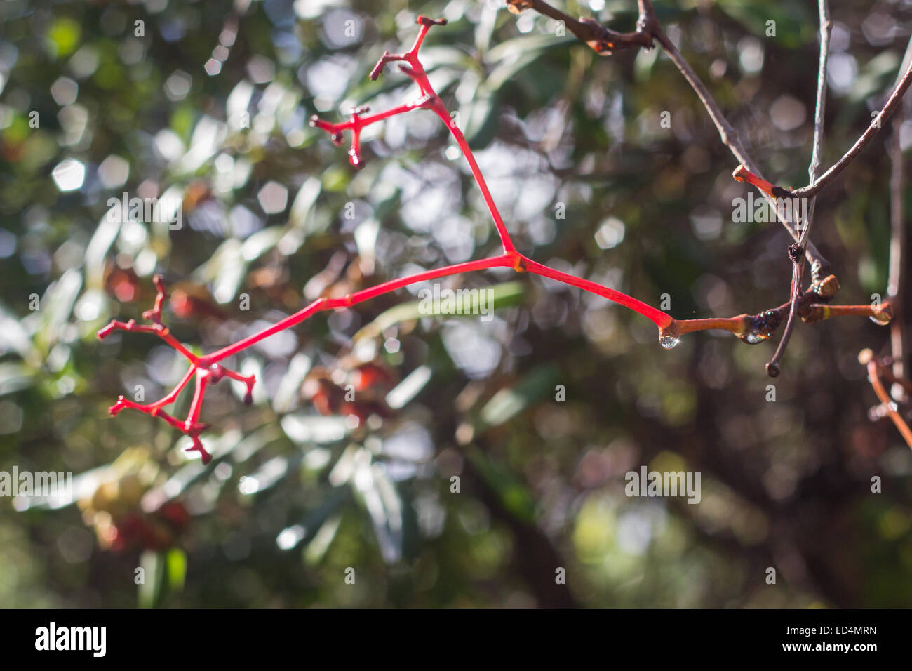roter Zweig mit Regen Tropfen Garten Stockfoto
