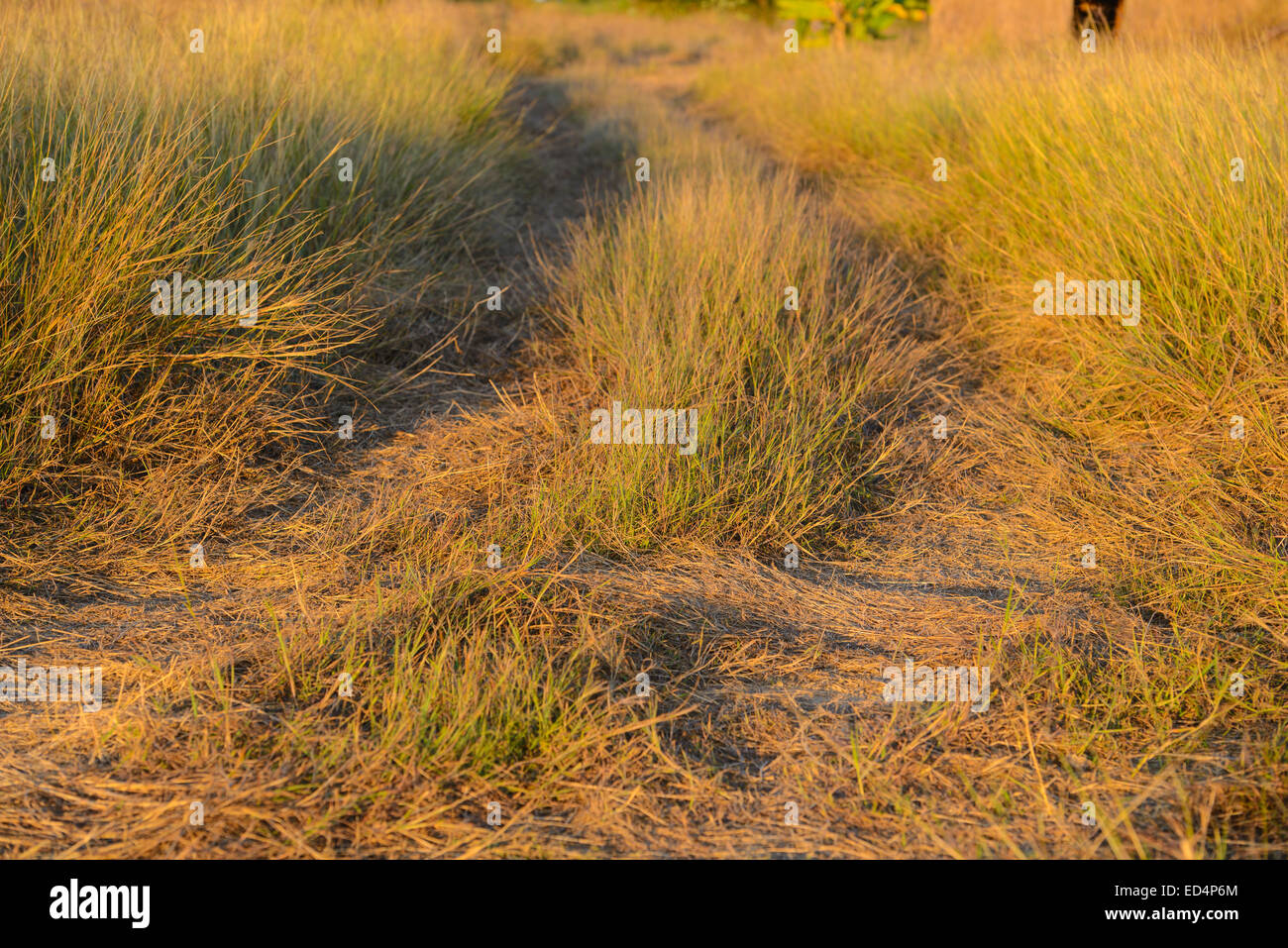 Grass gewundenen Pfad Stockfoto
