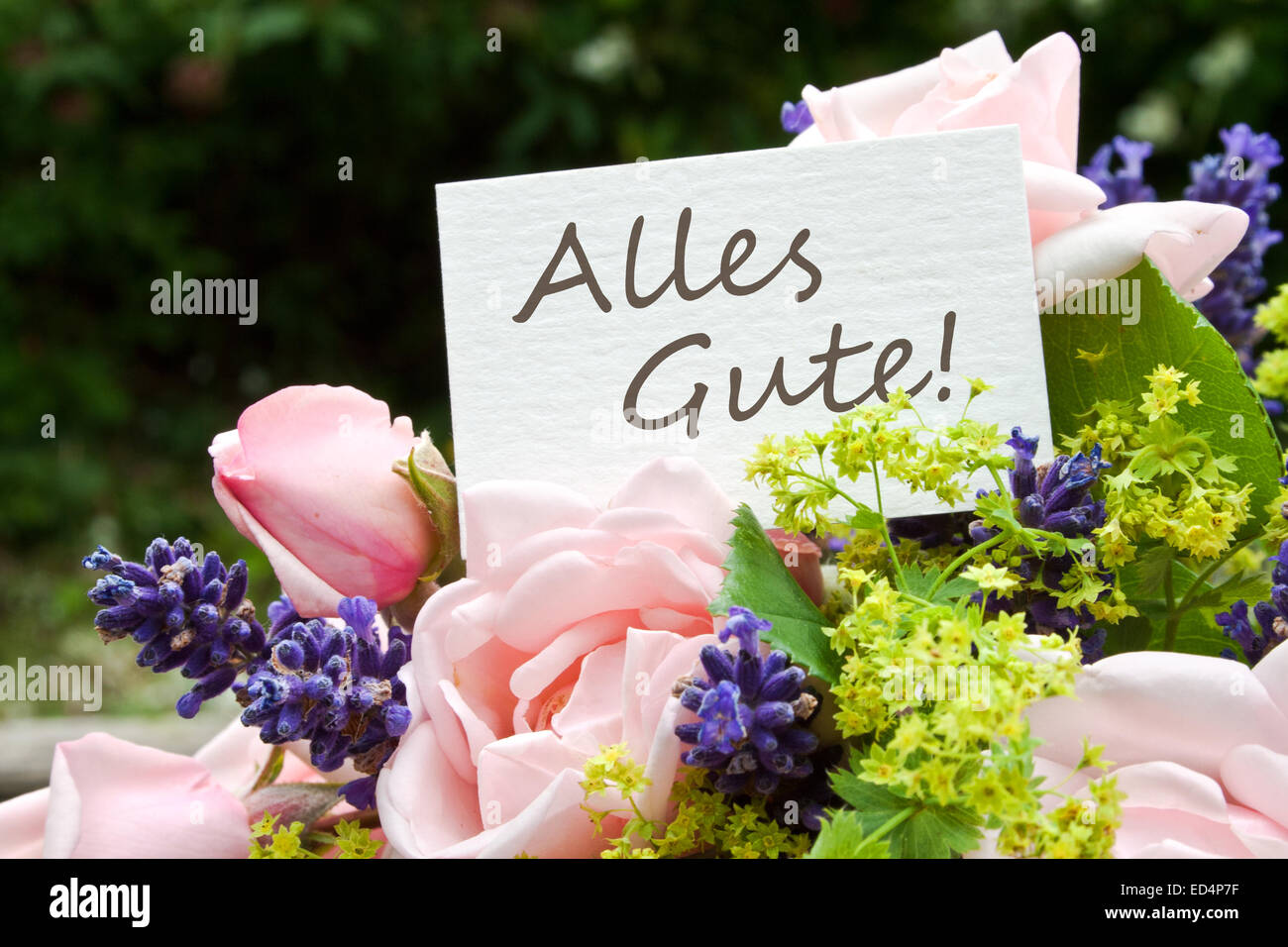 Deutschsprachige Grußkarte mit rosa Rosen und Lavendel Stockfoto