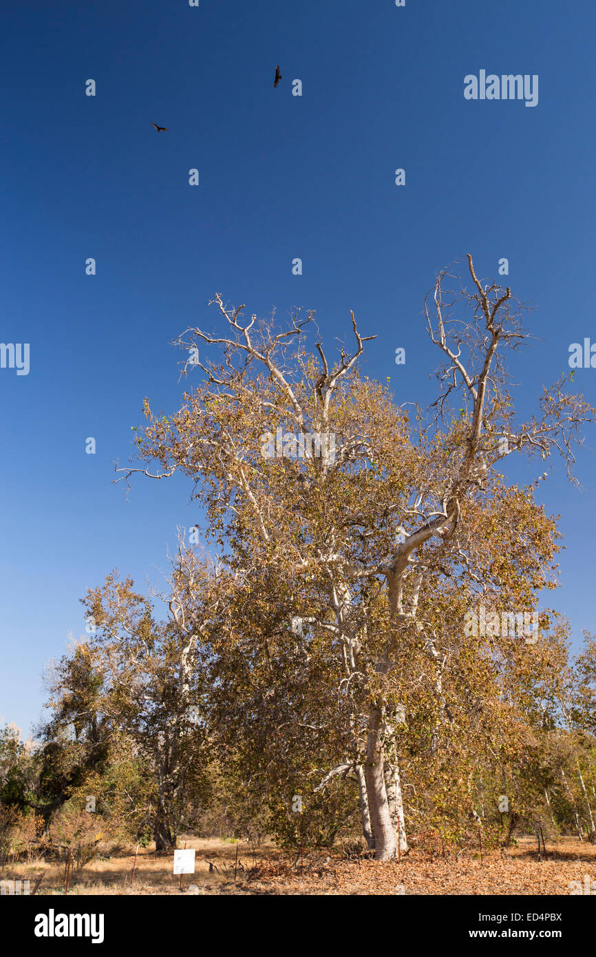 Türkei-Geier kreisen über einen Baum von der Dürre in der Nähe von Bakersfield getötet. Nach einer noch nie da gewesenen vier Jahr lang Dürre ist Bakersfield nun die trockenste Stadt in den USA. Die meisten von Kalifornien ist in außergewöhnliche Trockenheit, Dürre Klassifizierung auf höchstem Niveau. 428.000 Hektar landwirtschaftlicher Flächen wurden aus der Produktion wegen des Mangels an Wasser, Tausende von landwirtschaftlichen Arbeitern ihren Arbeitsplatz verloren haben und ein Drittel aller Kinder in Kalifornien hungrig zu Bett gehen. Stockfoto