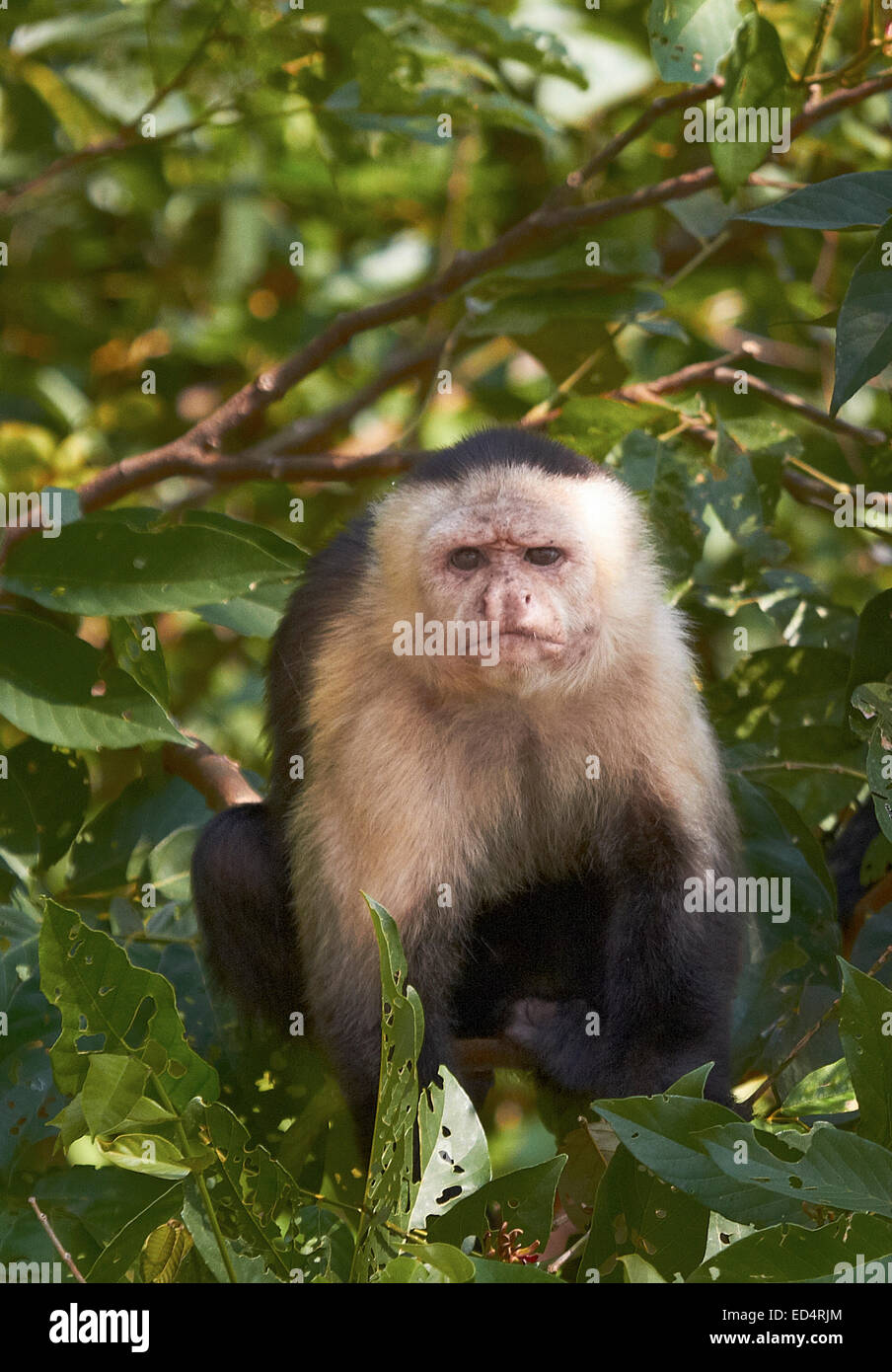 Männliche weiße-Throated Kapuziner Affe auf Panama-Kanal Stockfoto