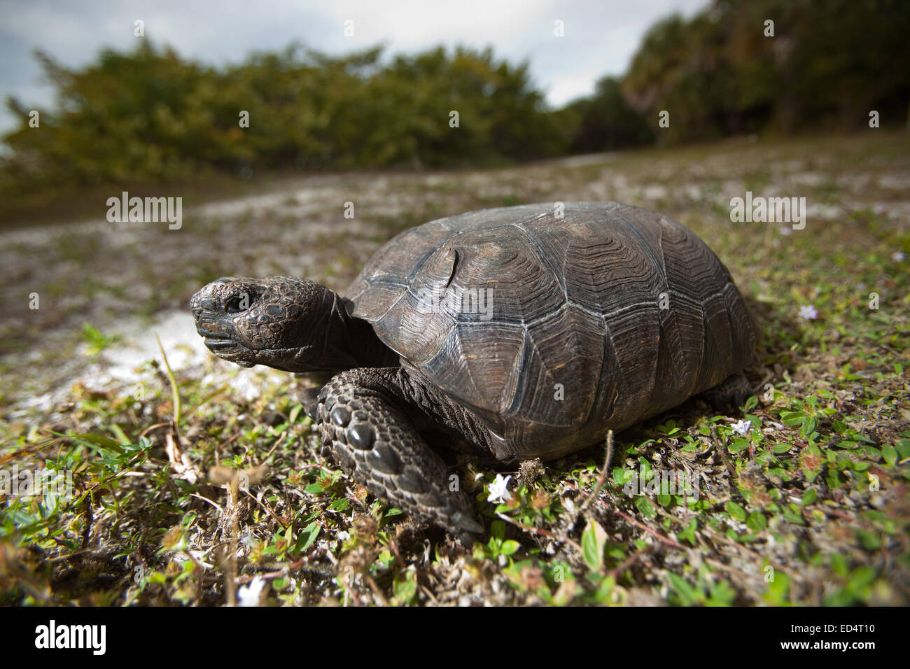 Gopher-Schildkröte (Gopherus Polyphemus) im Delnor Wiggins State Park, Florida Stockfoto