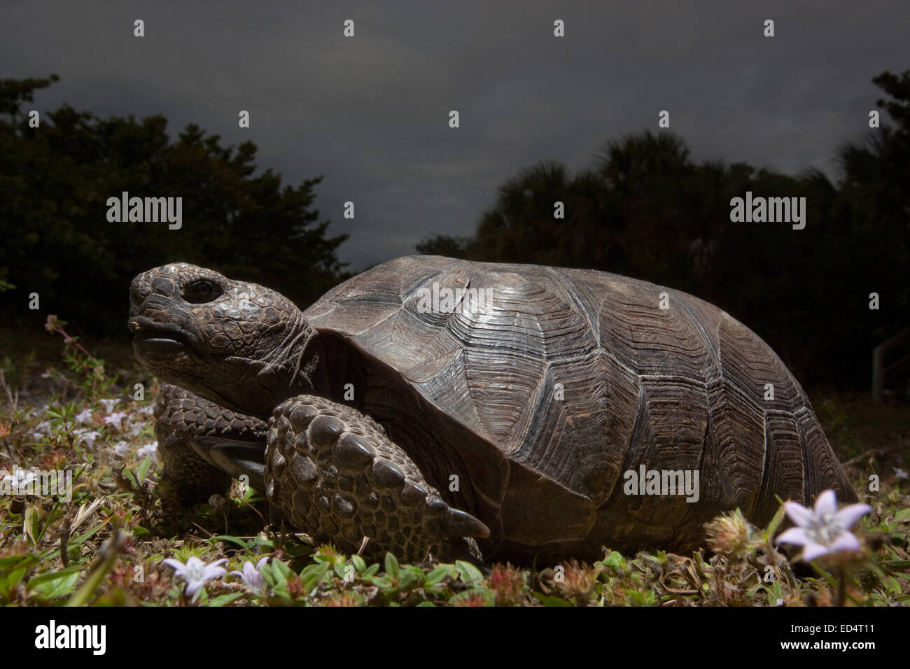 Gopher-Schildkröte (Gopherus Polyphemus) im Delnor Wiggins State Park, Florida Stockfoto