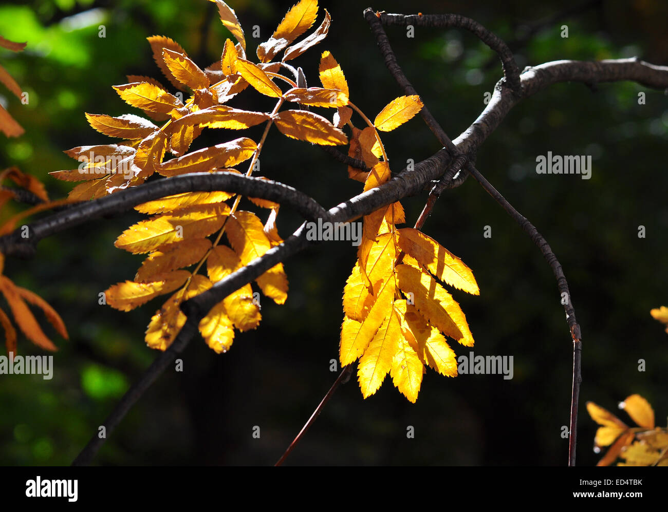 Zeit der Blätterfall - helle Blätter an den Ästen. Bild von Herbstlaub an den Bäumen im Oktober. Stockfoto