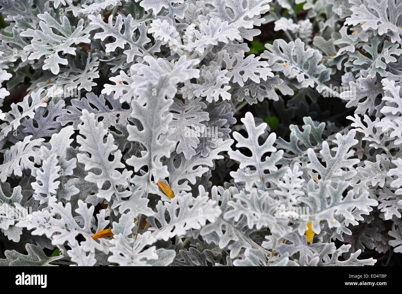 Zusammenfassung Hintergrund mit dekorativen Blättern. Ausgefallene farblos Bild verlässt von Zierpflanzen im Blumenbeet. Stockfoto