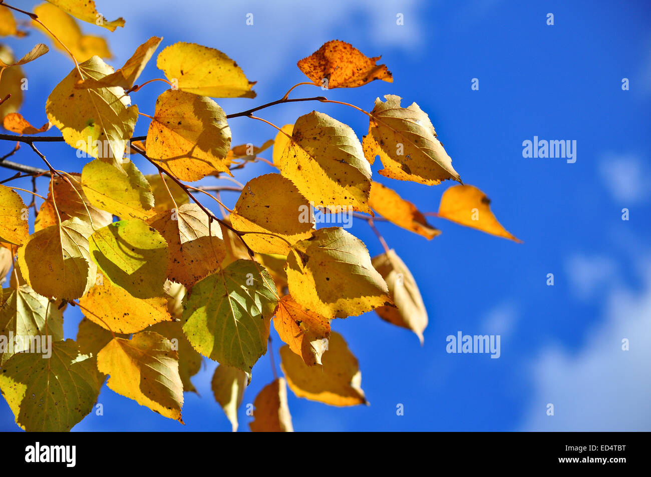 Zeit der Blätterfall - helle Blätter an den Ästen. Bild von Herbstlaub an den Bäumen im Oktober. Stockfoto