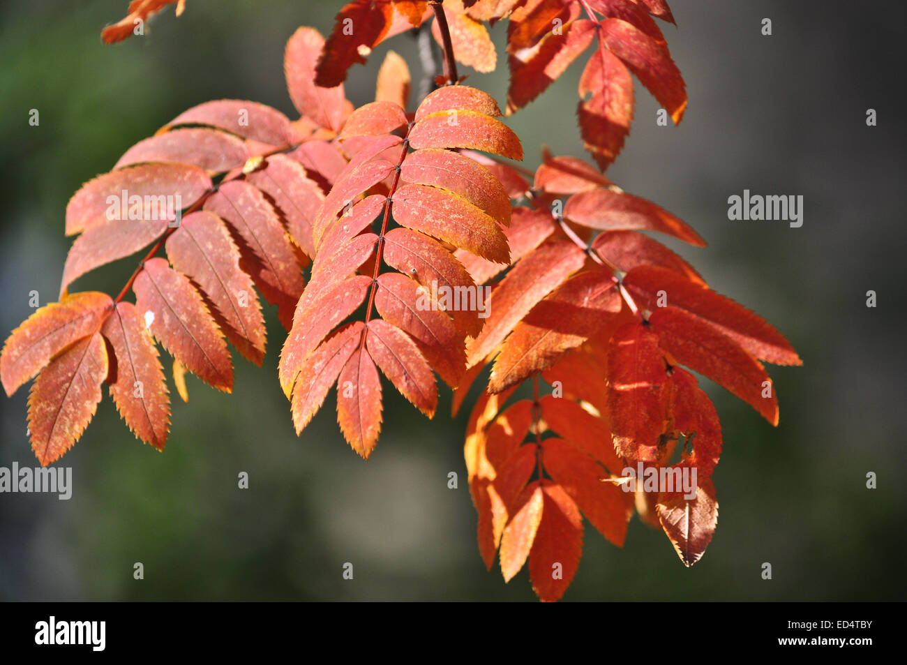 Zeit der Blätterfall - helle Blätter an den Ästen. Bild von Herbstlaub an den Bäumen im Oktober. Stockfoto