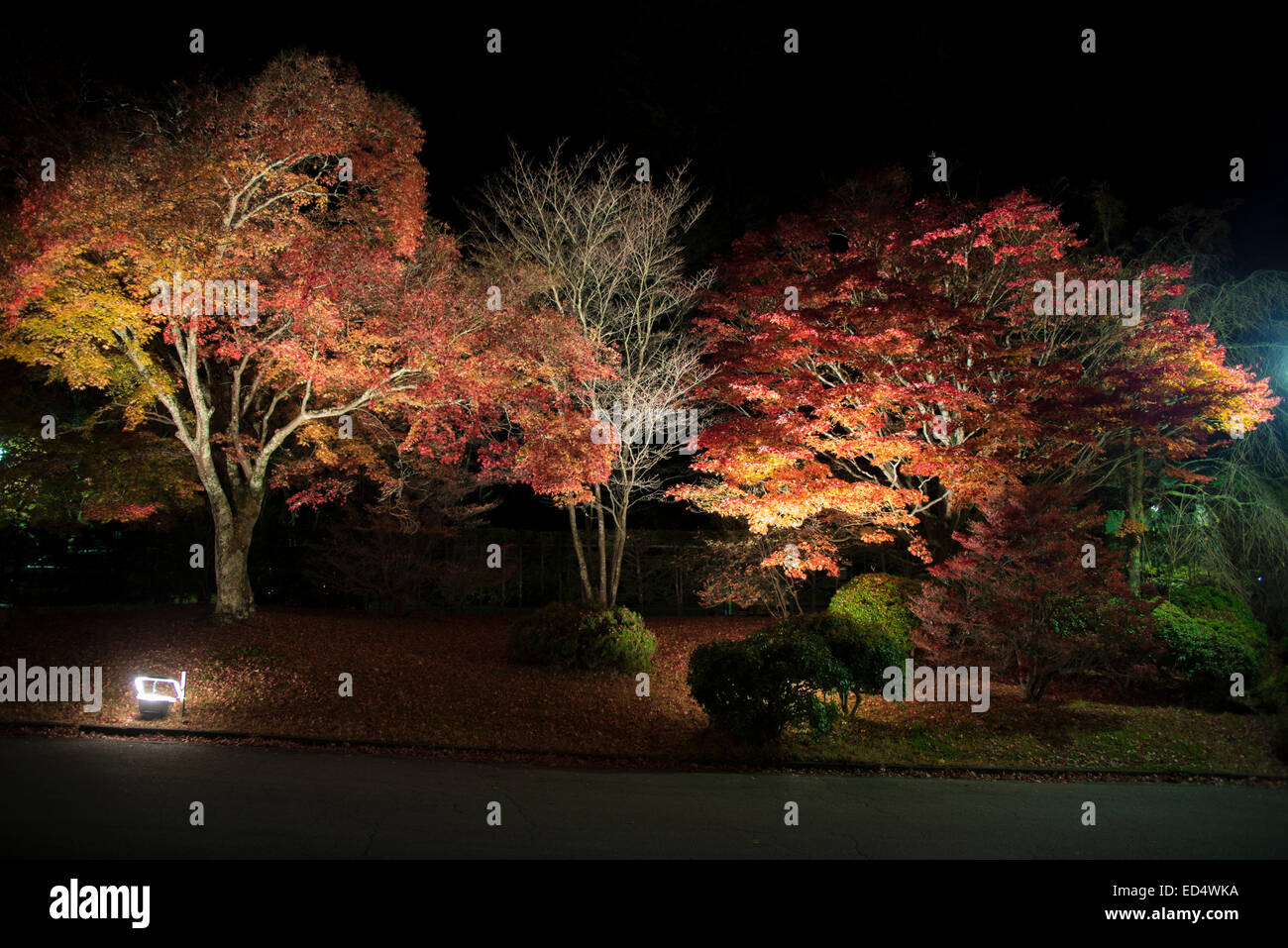 Eikan-Do Zenrin-Ji-Tempel mit Flutlicht Herbstlaub, Kyoto, Japan. Stockfoto