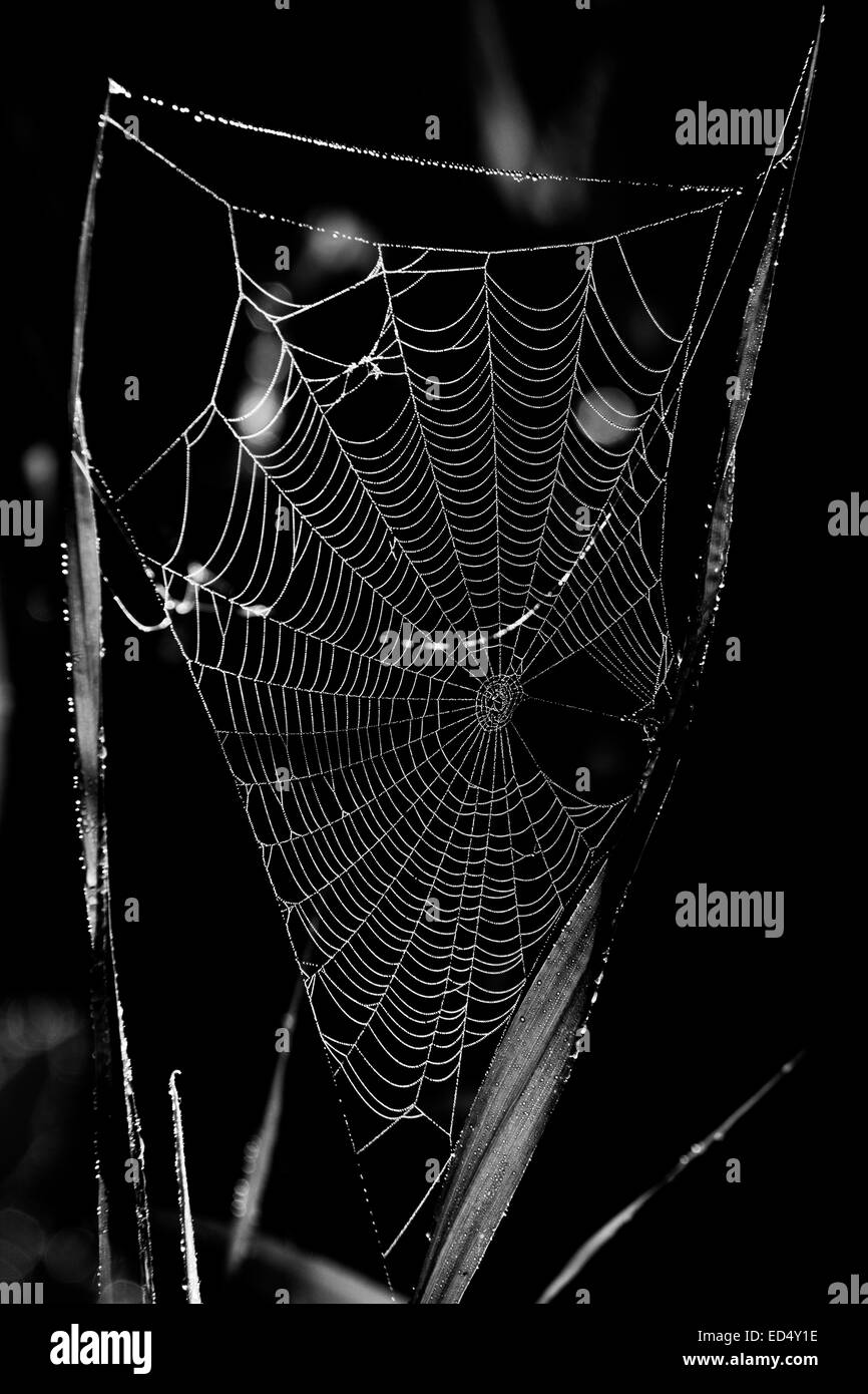 Spinnennetz mit Wassertropfen, Netzwerk, web Stockfoto