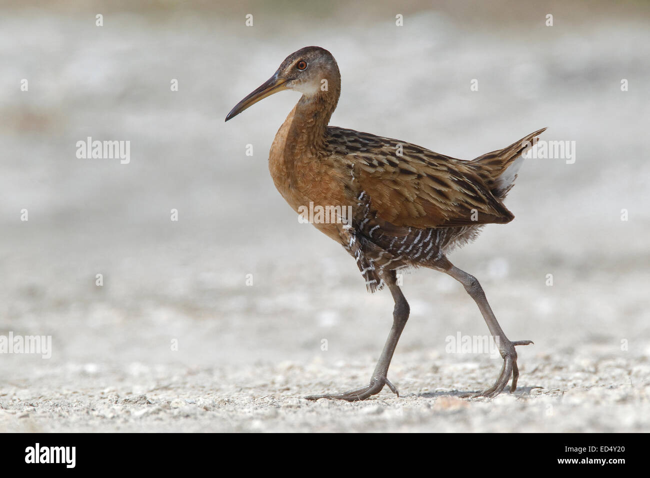 König Rail - Rallus elegans Stockfoto