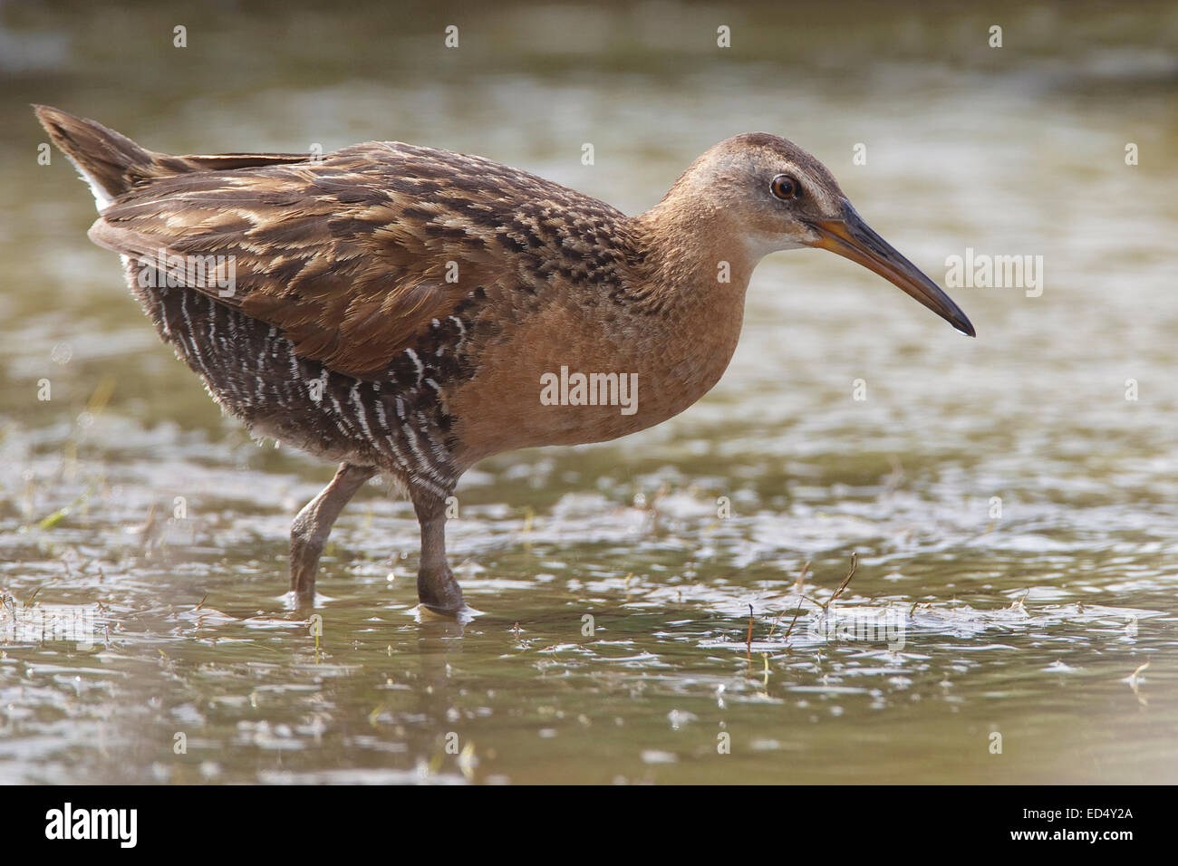 König Rail - Rallus elegans Stockfoto