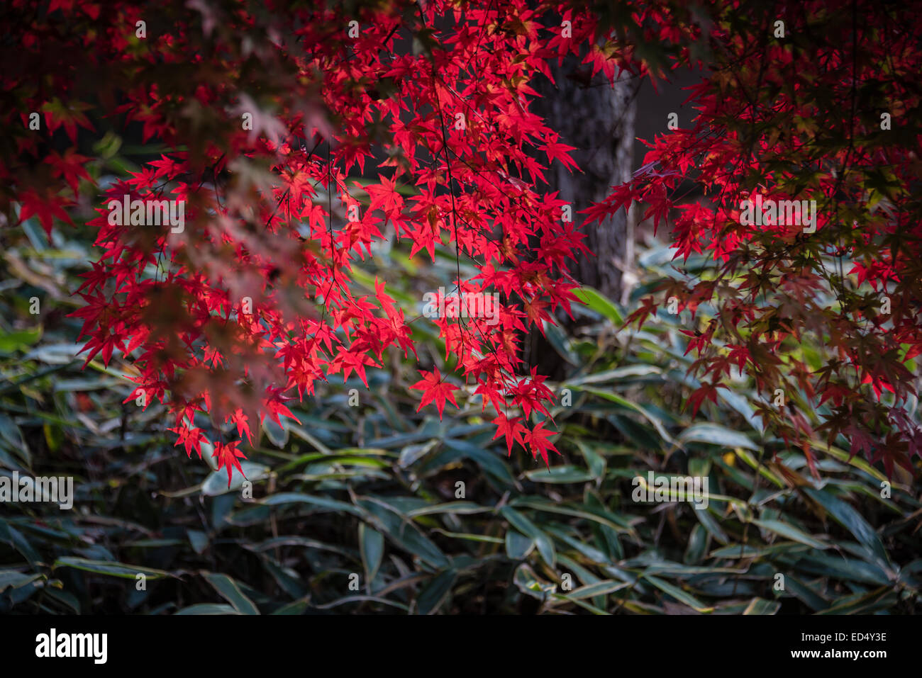 Herbstliche Farben in Japan. Stockfoto