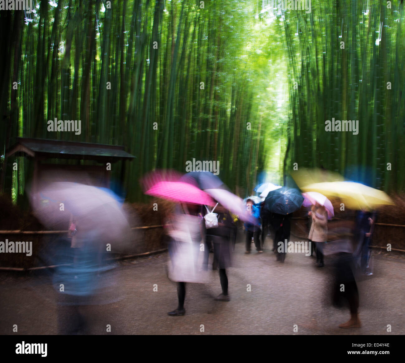 Künstlerischen Bild an einem verregneten Tag in Bambushainen der Arashiyama, Kyoto, Japan. Stockfoto