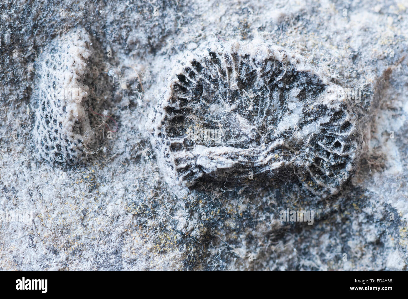 Karbon fossilen Korallen aus Wensleydale, North Yorkshire Stockfoto
